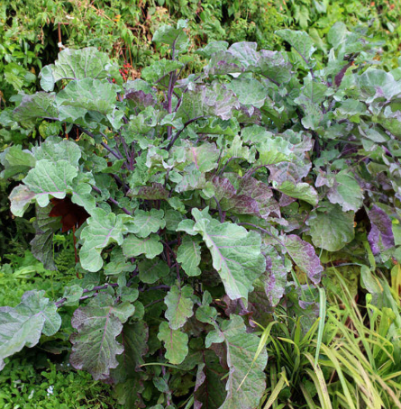Kale 'Richmond's Pride' (Brassica oleracea v. acephala)