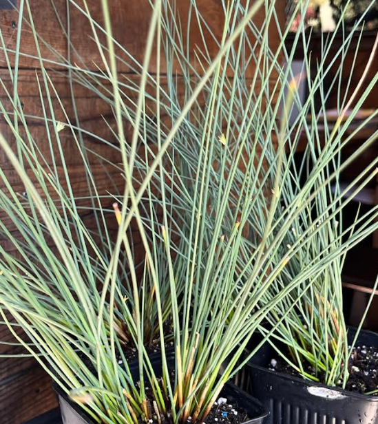 Juncus inflexus 'Blue Arrows'