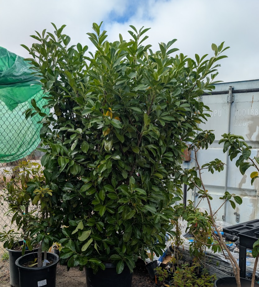 Prunus laurocerasus