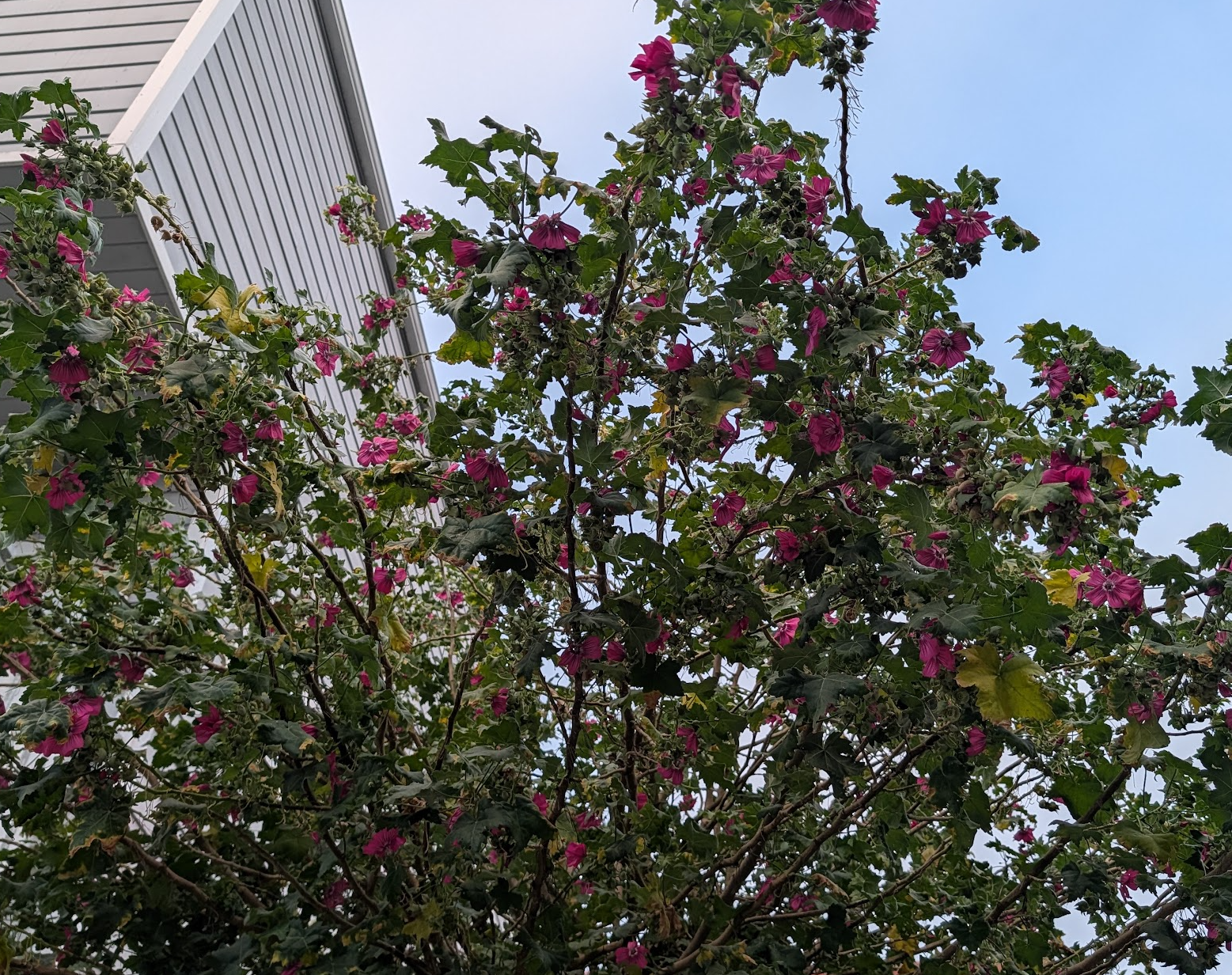Lavatera assurgentiflora