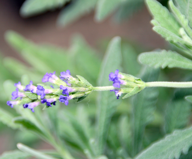 Lavandula 'Goodwin Creek Grey' (French Lavender)