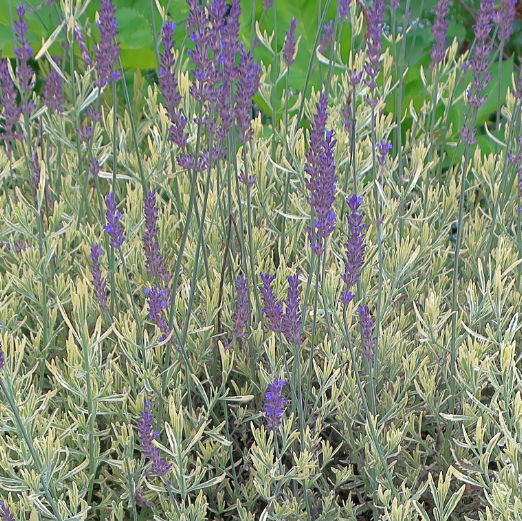 Lavandula allardii 'Meerlo' (French Lavender) – Heron's Head Nursery