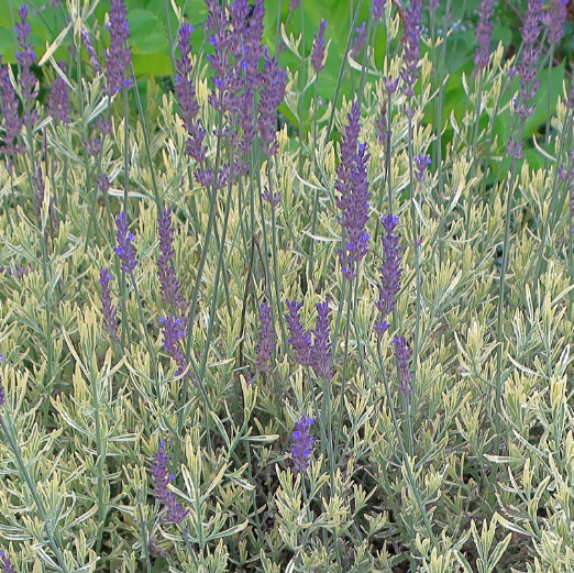 Lavandula allardii 'Meerlo' (French Lavender)