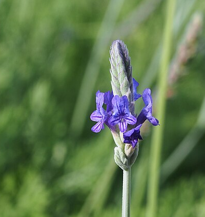 pinata lavender plant Lavandula (Lavender) pinnata (L. multifida, L. Downey) – Heron's Head Nursery