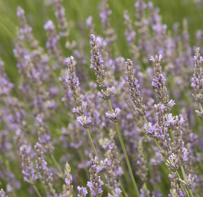 Lavandula x intermedia 'Provence' (Lavender)