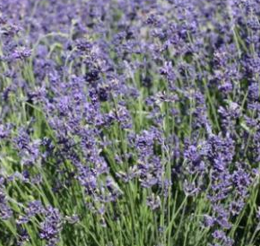 Lavandula angustifolia 'SuperBlue' (English Lavender)