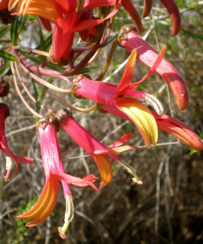 Lobelia laxiflora