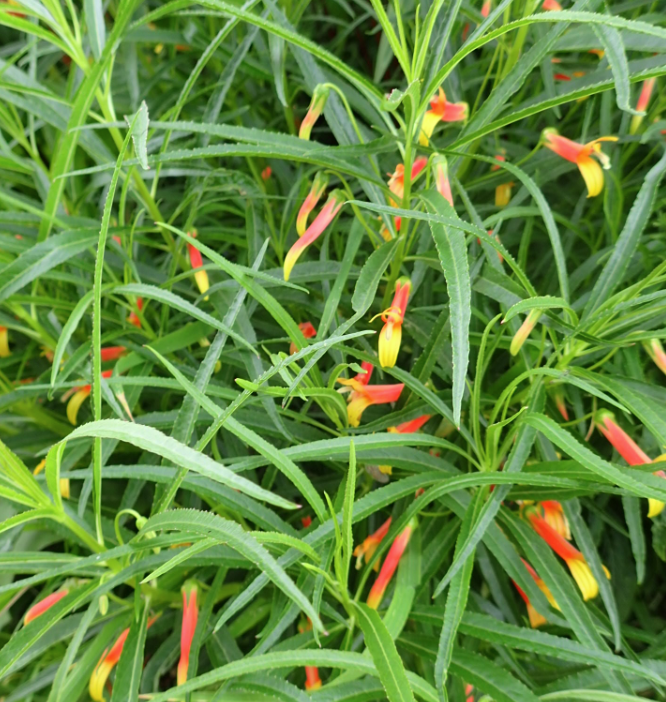 Lobelia laxiflora