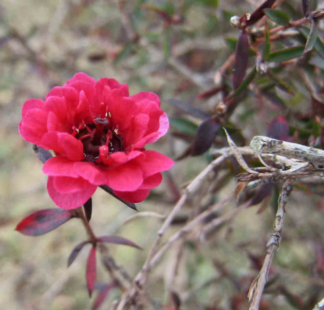 Leptospermum scoparium 'Ruby Glow'