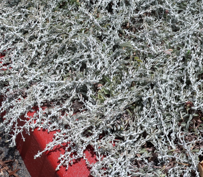Lessingia (Corethrogyne) filaginifolia 'Silver Carpet'