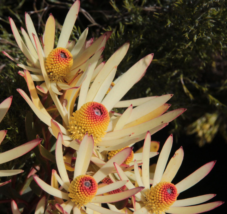 Leucadendron 'Afterburner'