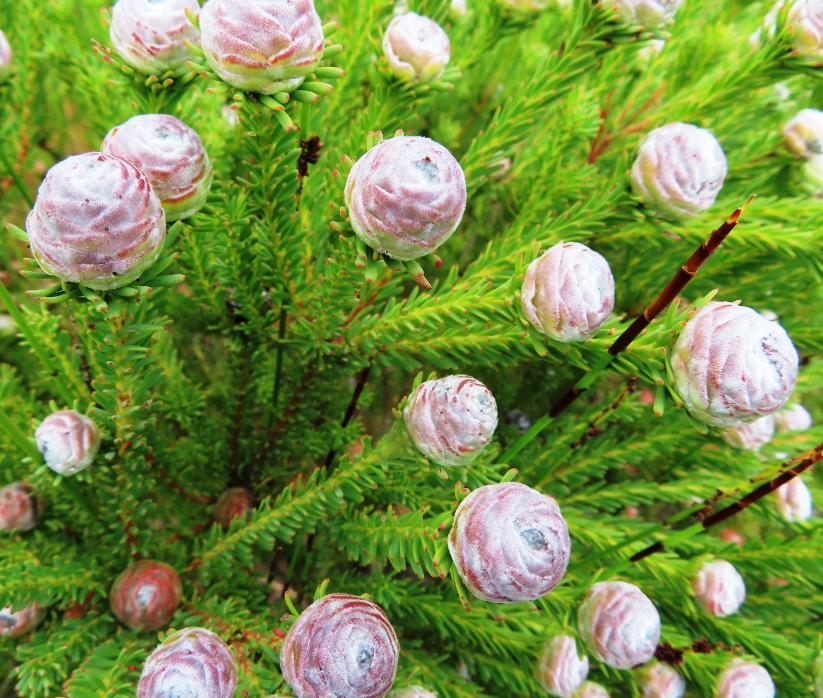 Leucadendron linifolium