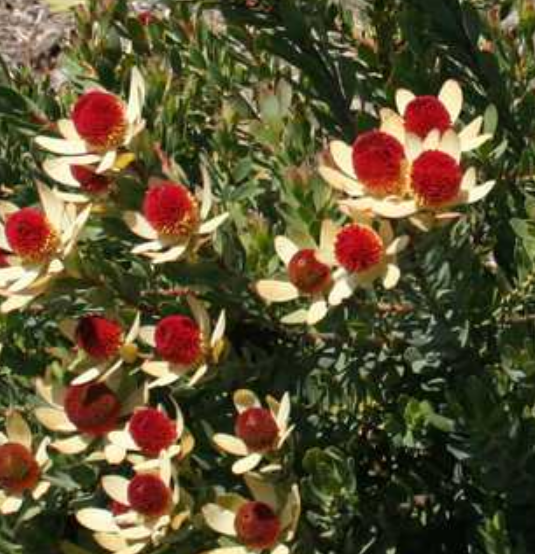 Leucadendron discolor 'Pom Pom'