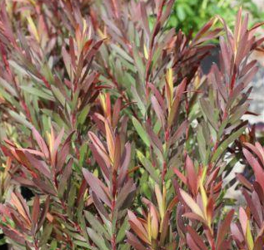 Leucadendron ‘Rising Sun’