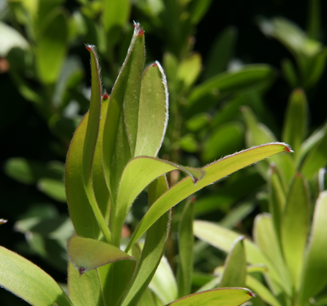 Leucadendron 'Safari Goldstrike'