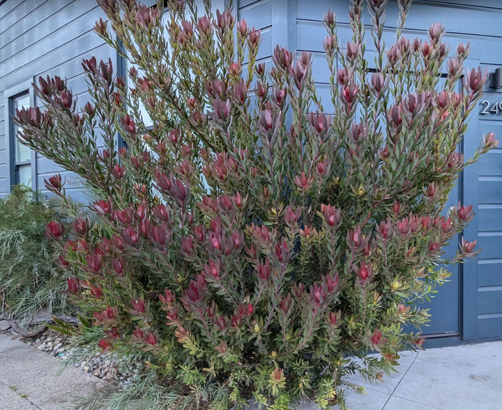 Leucadendron ‘Safari Sunset’