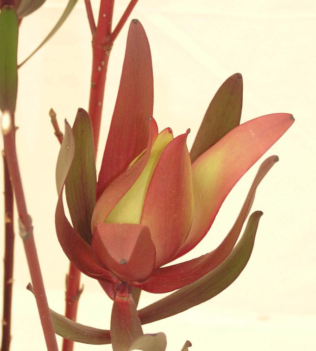 Leucadendron ‘Safari Sunset’