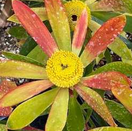 Leucadendron 'Wilson's Wonder'