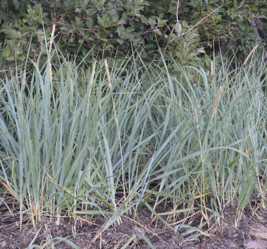 Leymus (Elymus) moliis