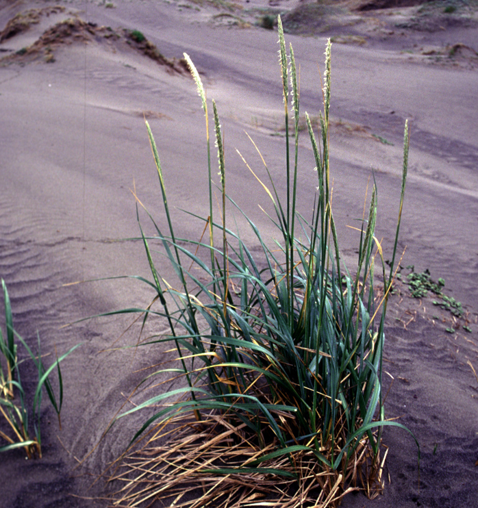 Leymus (Elymus) moliis