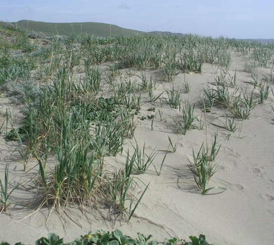 Leymus (Elymus) moliis