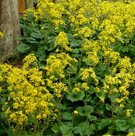 Farfugium japonicum (Ligularia tussilaginea) 'Gigantea'