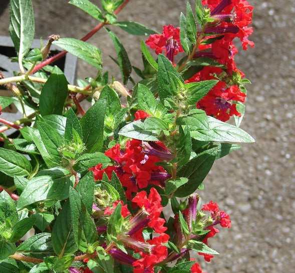 Cuphea llavea