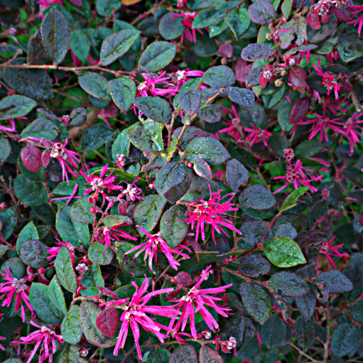 Loropetalum chinense 'Rubrum'