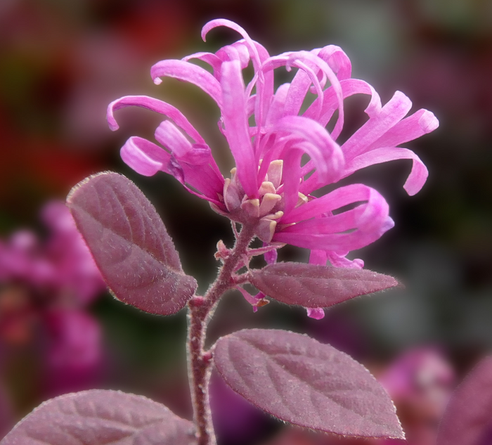 Loropetalum chinense var. rubrum 'Burgundy' – Heron's Head Nursery