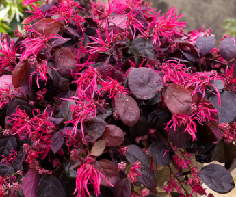 Loropetalum 'Jazz Hands® Bold'