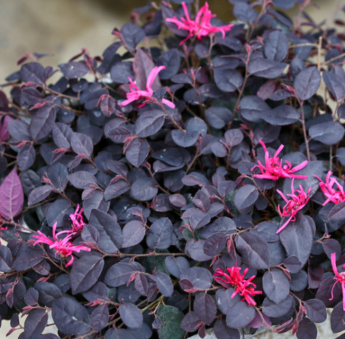 Loropetalum 'Jazz Hands Mini'