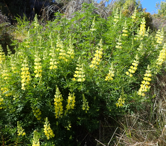 Lupinus propinquus 'Yellow Form'