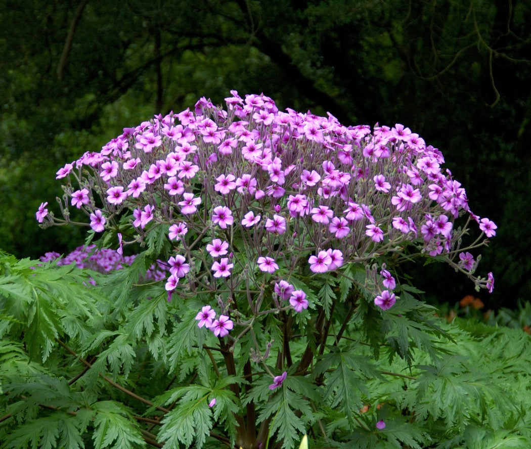 Geranium maderense