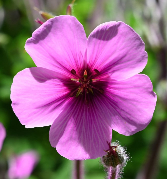 Geranium maderense