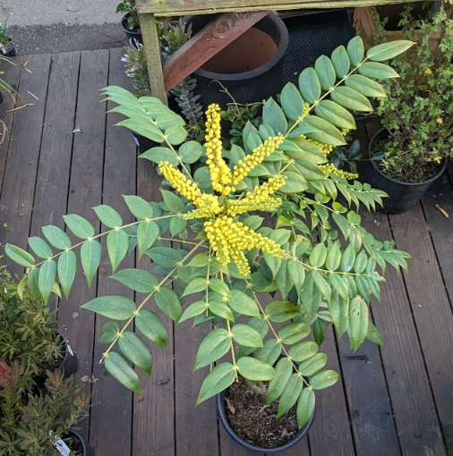 Berberis (Mahonia) 'Marvel'