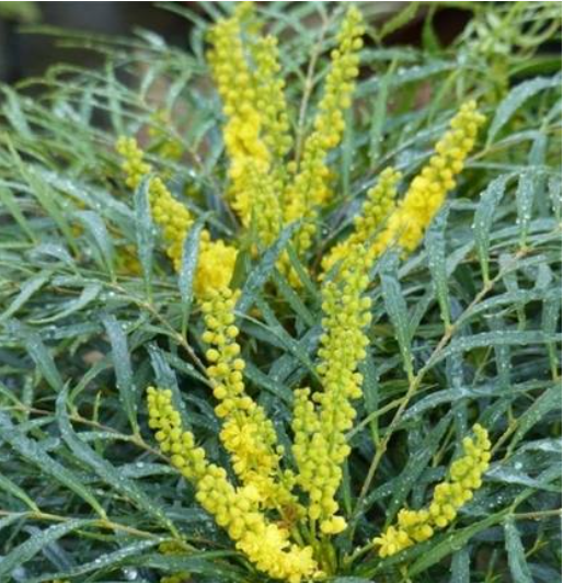 Mahonia eurybracteata 'Soft Caress'