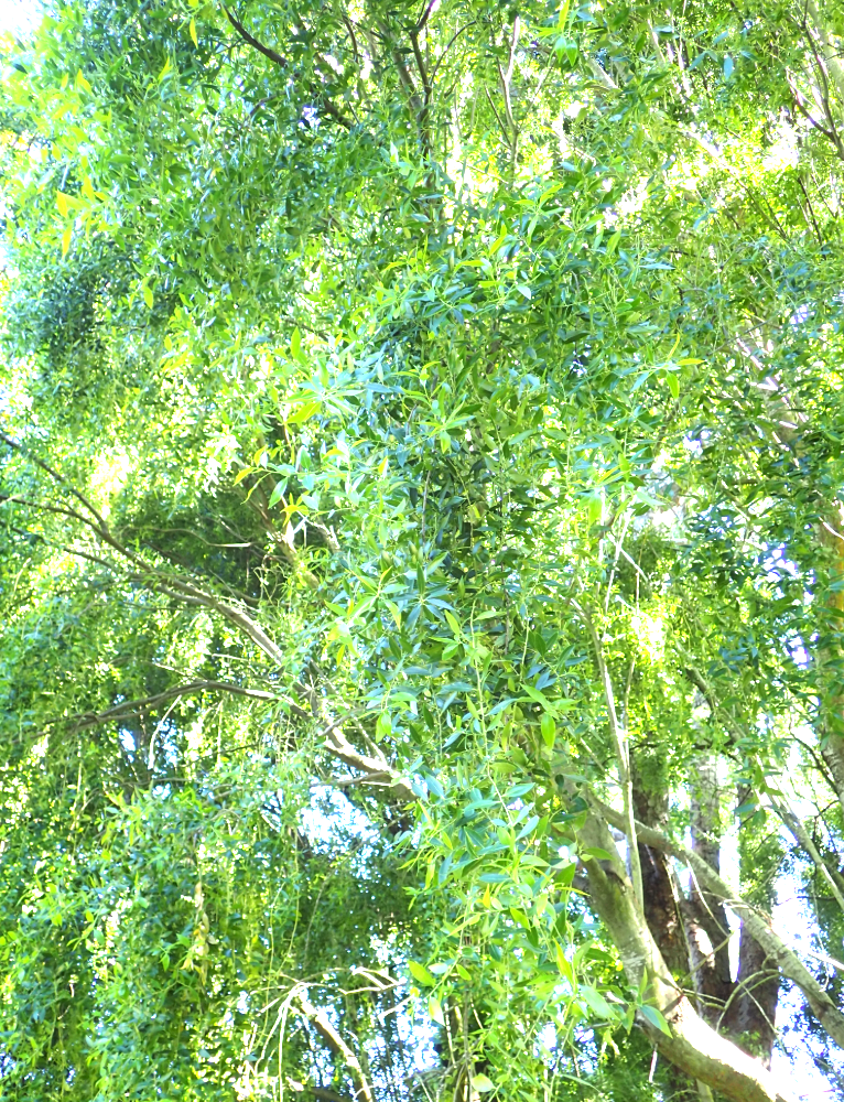 Maytenus boaria 'Green Showers'