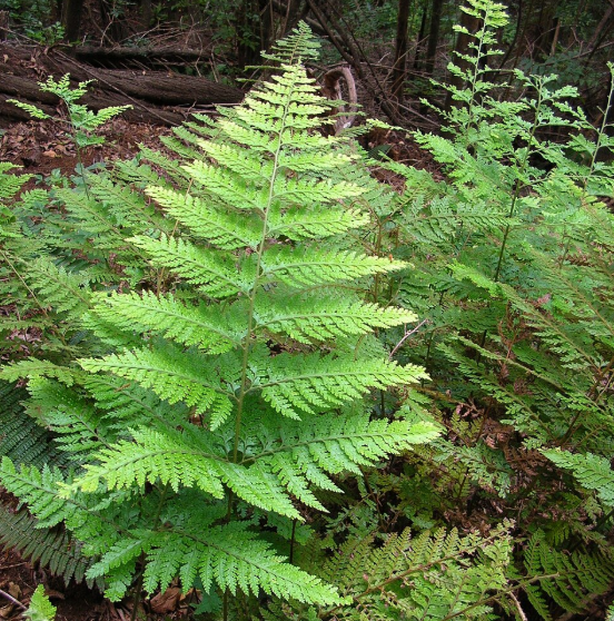 Microlepia strigosa