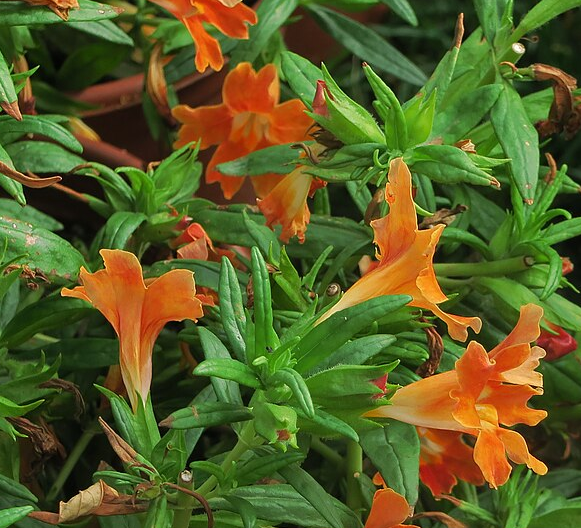 Mimulus 'Jelly Beans Cinnamon'