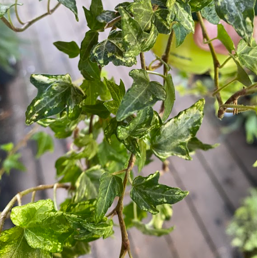 Hedera helix 'Mint Kolibri'