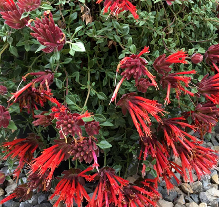 Monardella macrantha 'Marian Sampson'