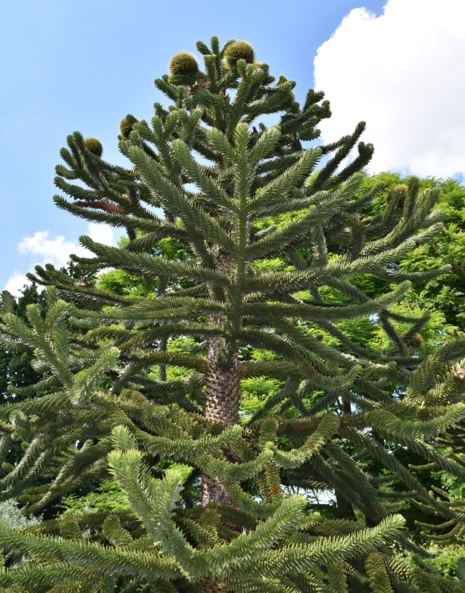 Araucaria araucana