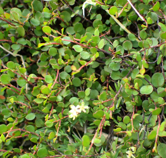 Muehlenbeckia axillaris