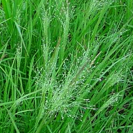 Muhlenbergia asperifolia