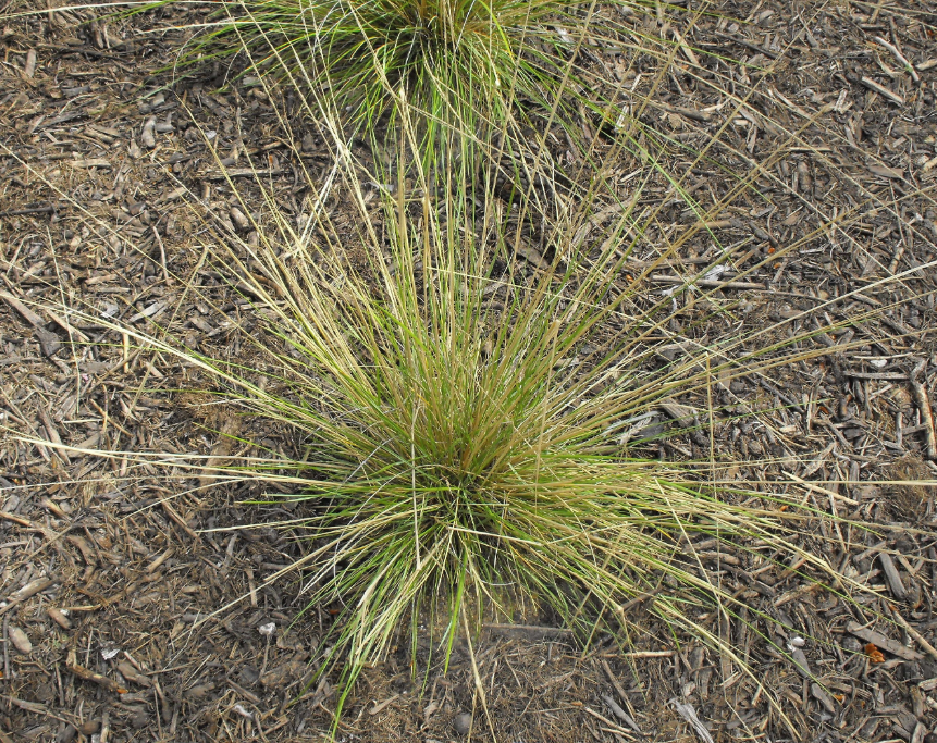 Muhlenbergia dubia