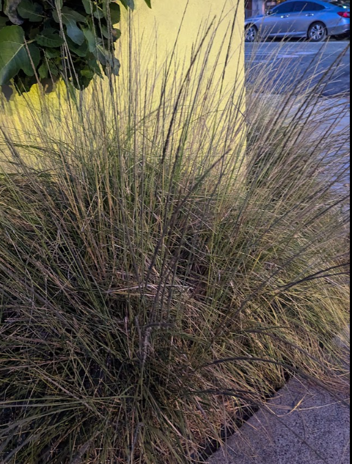 Muhlenbergia rigens