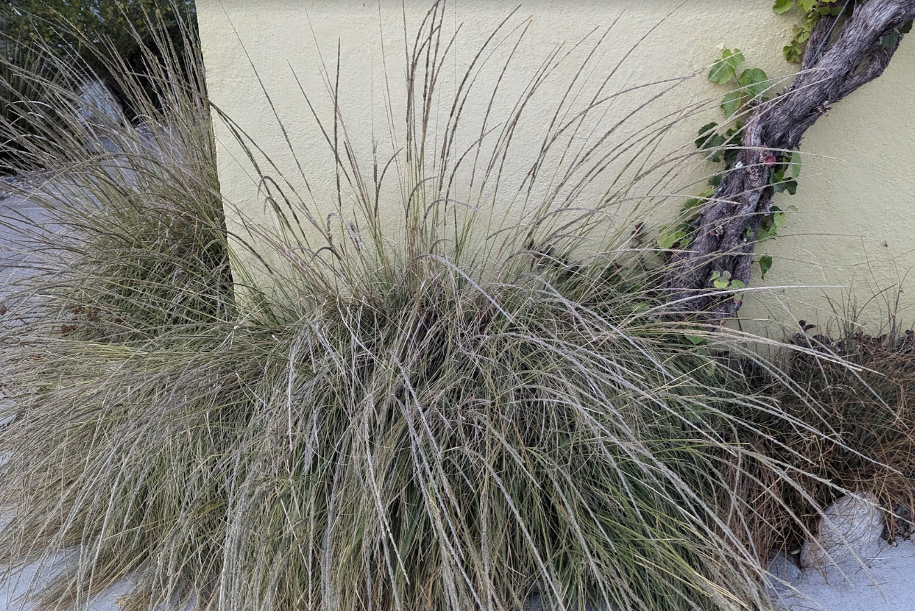 Muhlenbergia rigens