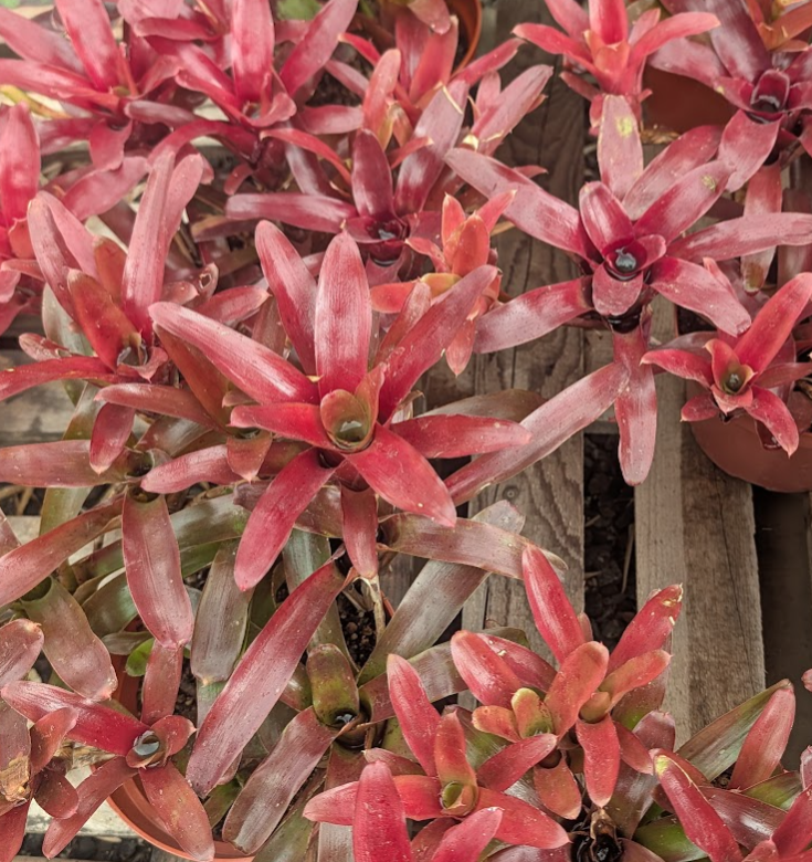 Neoregelia 'Fireball'