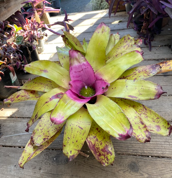 Neoregelia Sibella