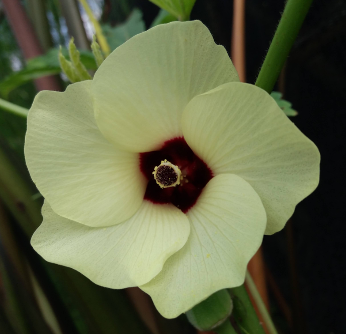 Okra (Abelmoschus esculentus) 'Clemson Spineless'